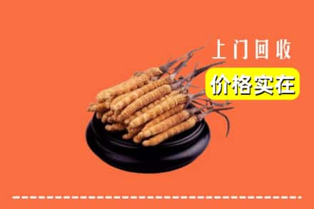 诚信求购:哈尔滨方正高价回收冬虫夏草
